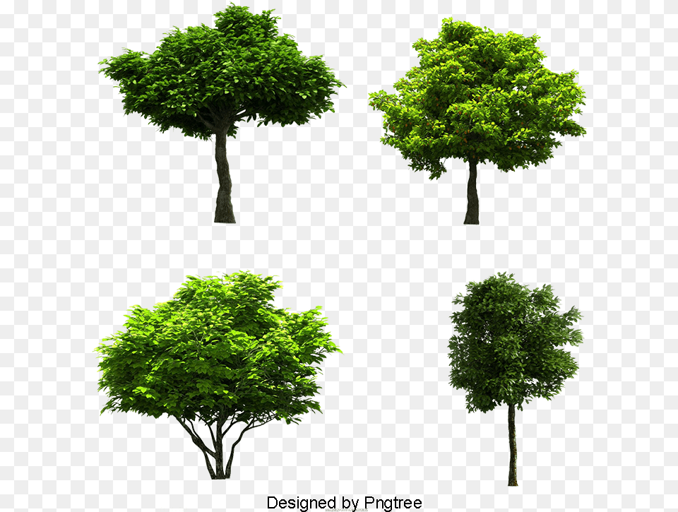 Tree Images Download Tree Resources, Oak, Plant, Sycamore, Maple Free Transparent Png