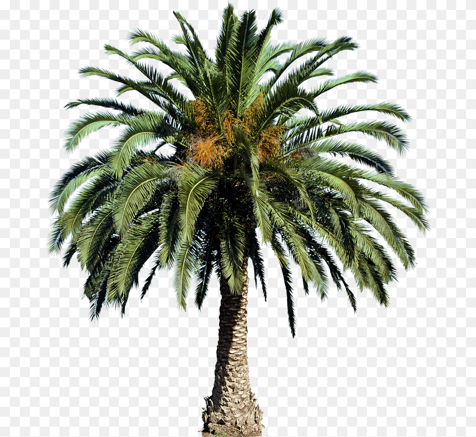 Tree Images For Architecture Landscape Interior Palm Date Tree, Palm Tree, Plant Free Png Download