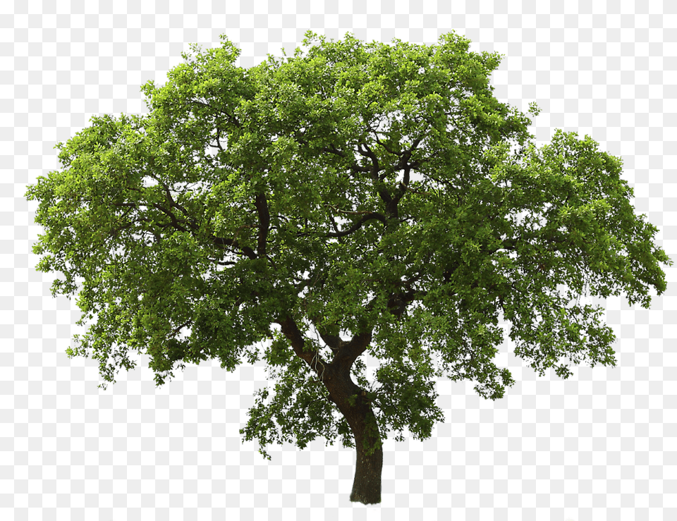 Tree Images For Oak Tree Transparent Background, Plant, Sycamore, Tree Trunk Free Png