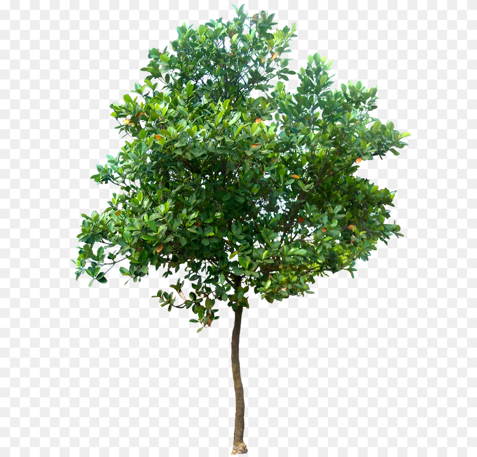 Tree Images High Resolution Trees, Leaf, Oak, Plant, Maple Free Png Download