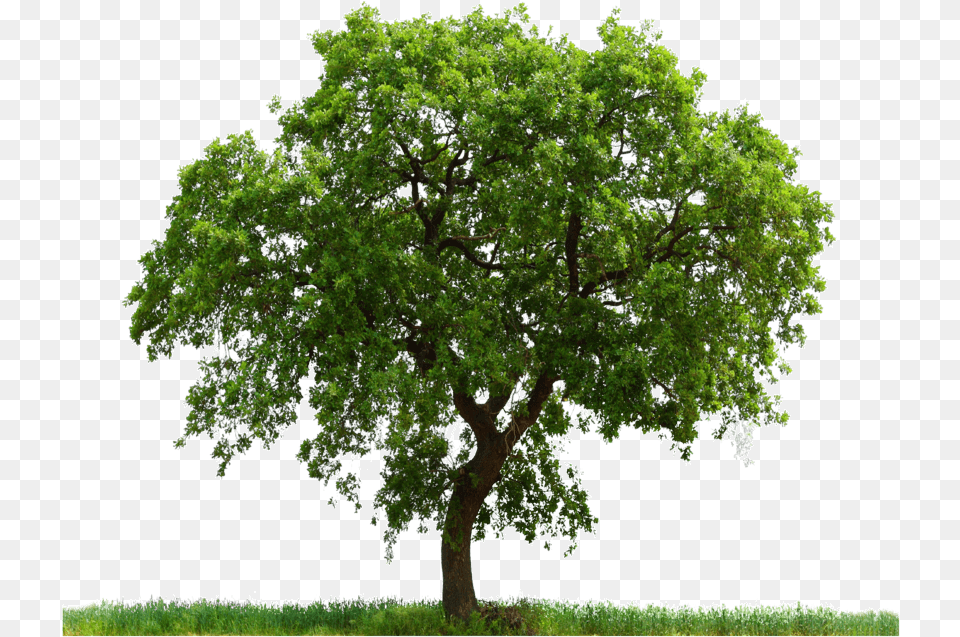 Tree Images Quality Oak Tree Photoshop, Plant, Sycamore, Tree Trunk, Maple Free Png Download