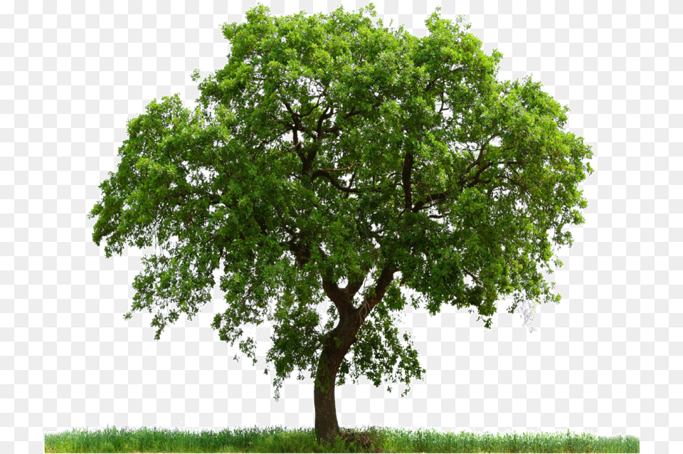 Tree Images Quality Transparent Pictures Tree High Resolution, Oak, Plant, Sycamore, Tree Trunk Png