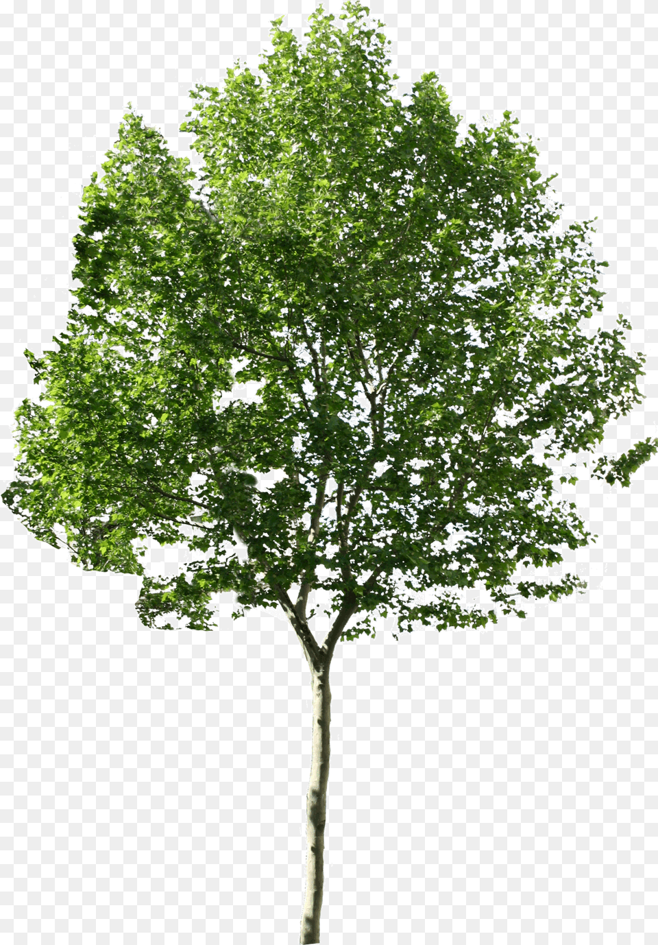 Tree Images Quality Transparent Trees For Photoshop, Maple, Oak, Plant, Sycamore Png Image
