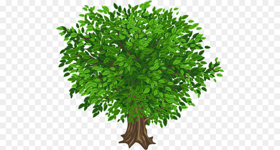 Tree Images Transparent Background Tree Without Back Ground, Conifer, Vegetation, Potted Plant, Plant Free Png Download