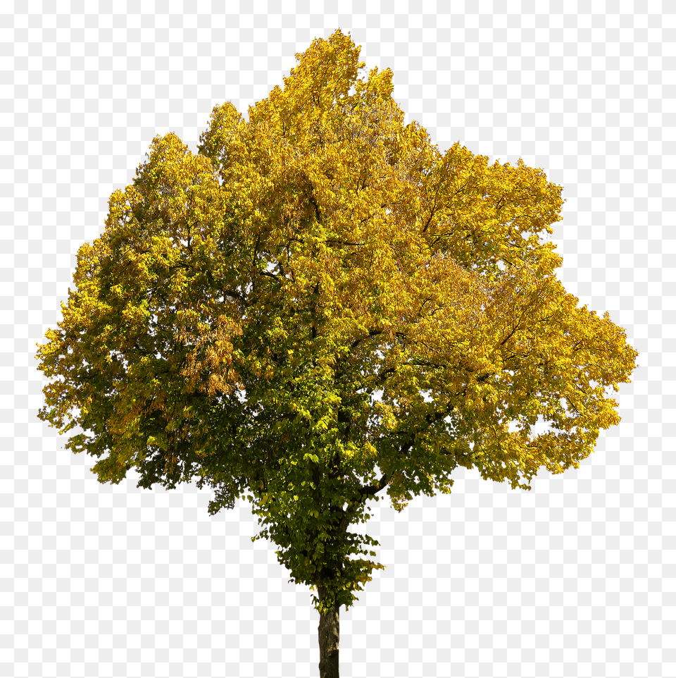 Tree In Autumn, Maple, Oak, Plant, Sycamore Free Transparent Png