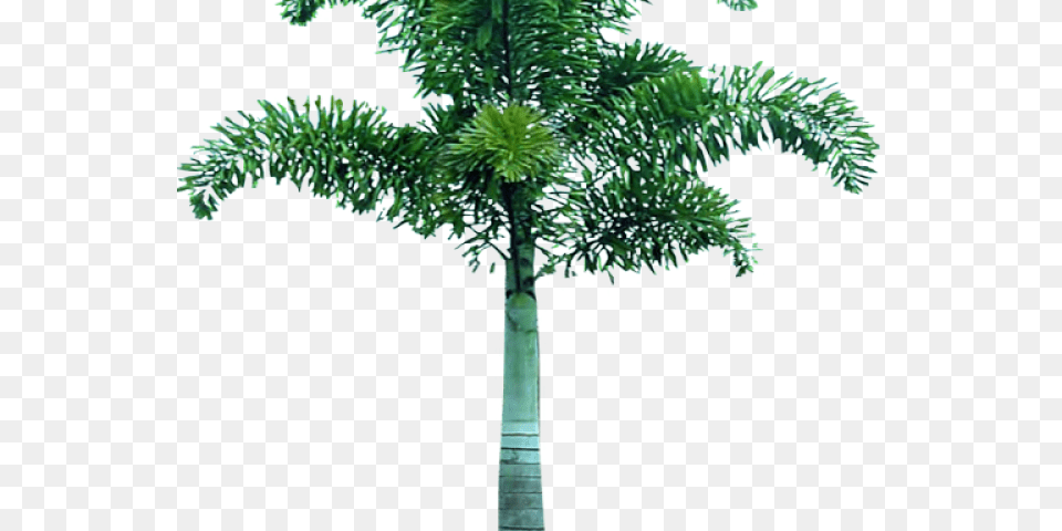 Tree In Format, Palm Tree, Plant Png