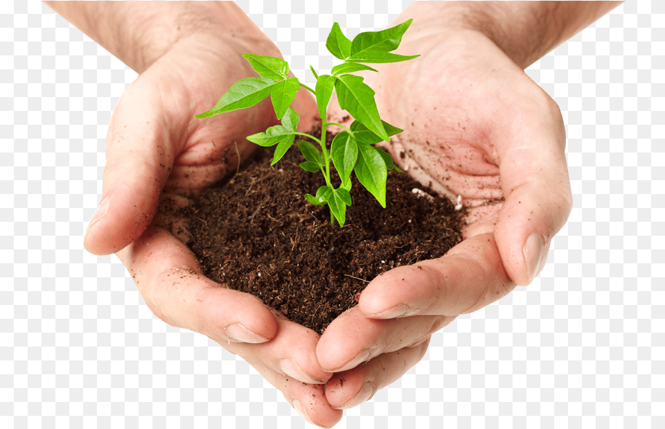 Tree In Hand, Soil, Planting, Plant, Person Free Transparent Png