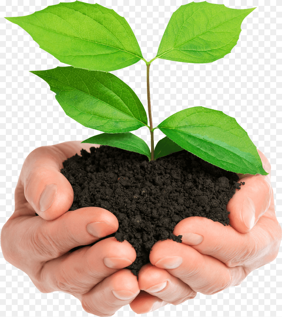 Tree In Hand, Leaf, Plant, Soil, Person Png
