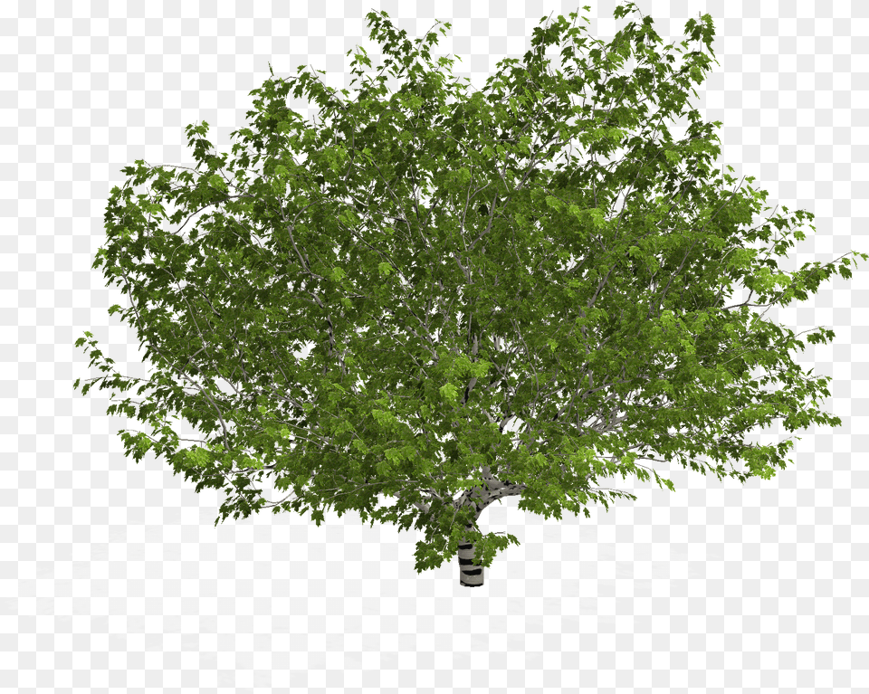 Tree In Plan Arbol En Planta, Oak, Plant, Sycamore, Vegetation Free Png Download