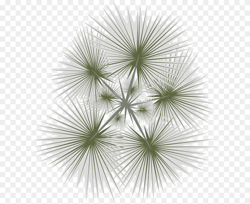 Tree In Plan Top View Palm Tree, Palm Tree, Plant, Leaf, Flower Png