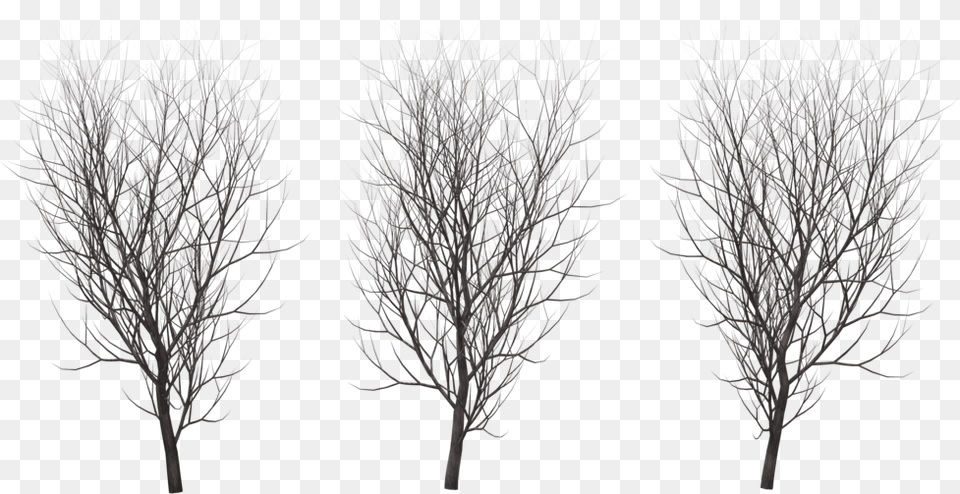 Tree In Winter 666, Plant, Nature, Outdoors, Night Png Image