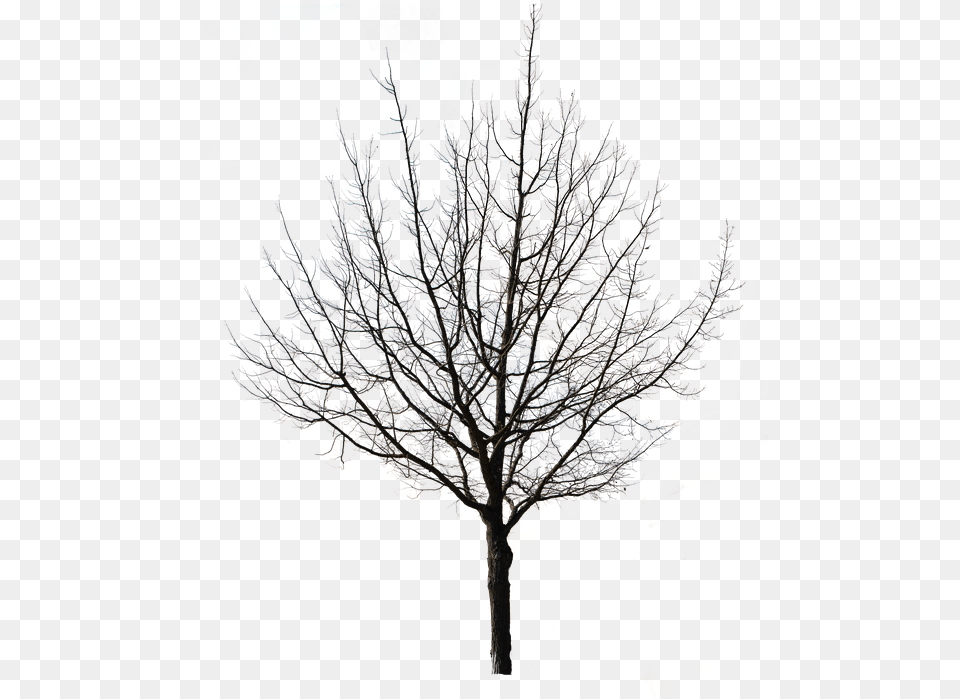 Tree Isolated Nature Autumn Weeping Willow Tap Winter Tree Silhouette, Leaf, Plant, Ice, Outdoors Free Transparent Png