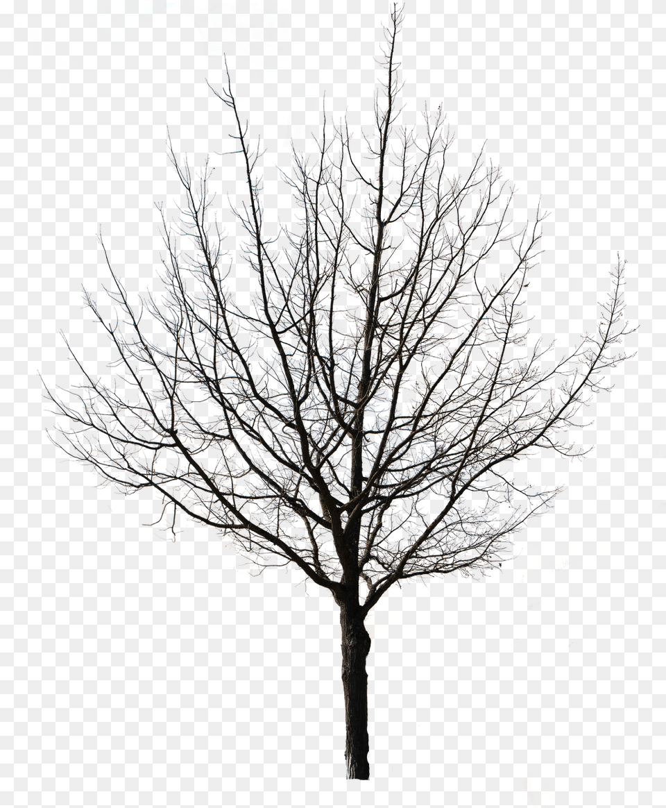 Tree Isolated Nature On Pixabay Transparent Background Winter Tree, Leaf, Plant, Weather, Ice Png Image