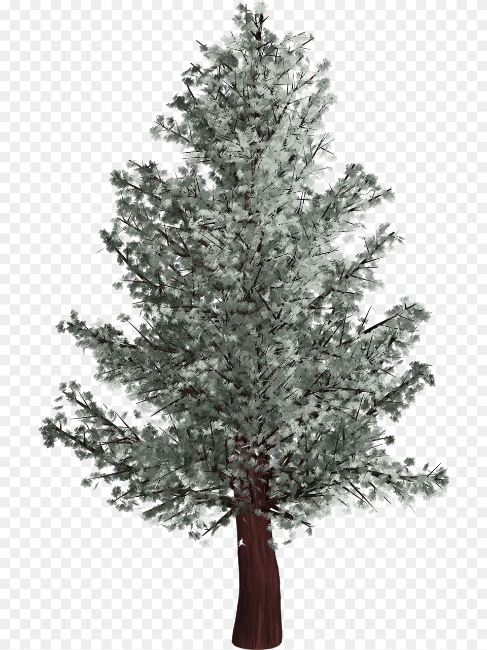 Tree Isolated Pine Puno Ng Pino Drawing, Plant, Fir, Flower Free Png