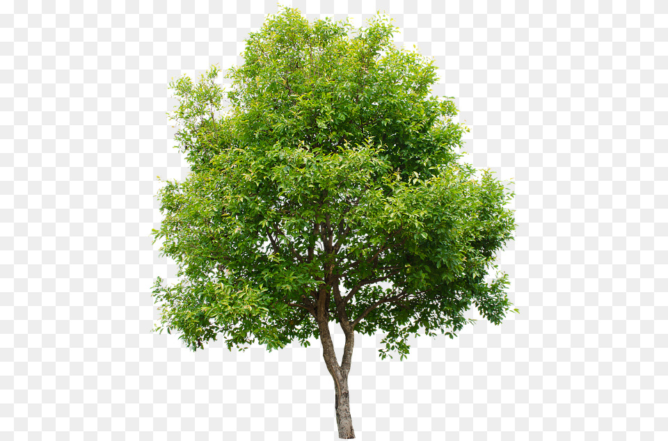 Tree Isolated Summer Green Garden Decoration Imagenes De Arbol, Maple, Oak, Plant, Sycamore Png Image