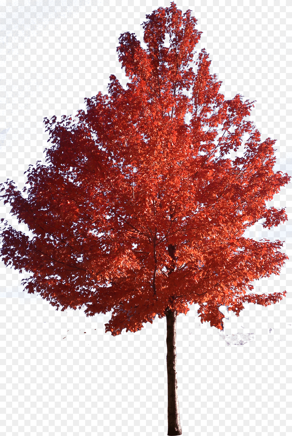 Tree Japanese Trees Sugar Red Maple Clipart Japanese Maple Tree Png
