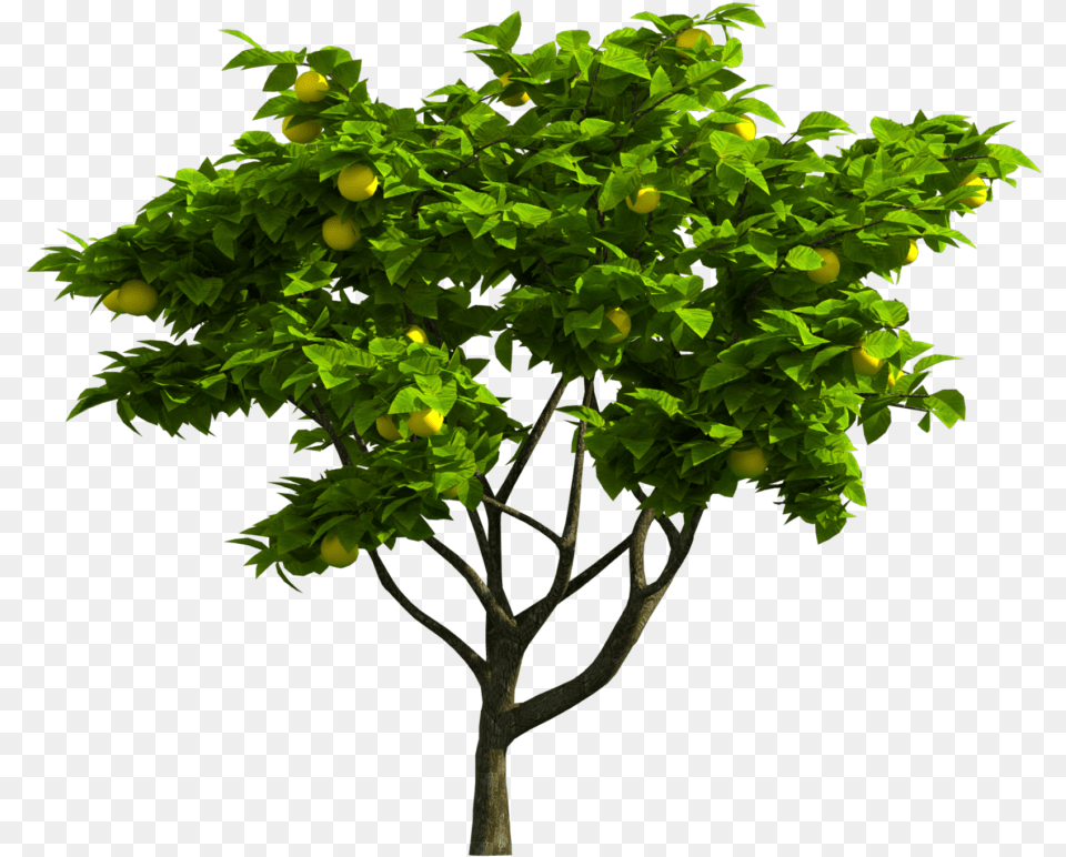 Tree Jpg, Citrus Fruit, Produce, Potted Plant, Plant Png Image