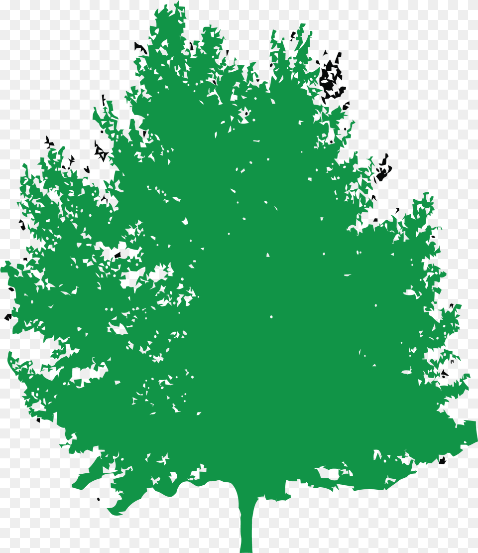 Tree Konfest, Leaf, Plant, Maple, Vegetation Free Png