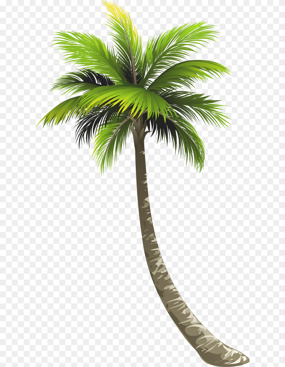 Tree Konfest, Palm Tree, Plant Free Transparent Png