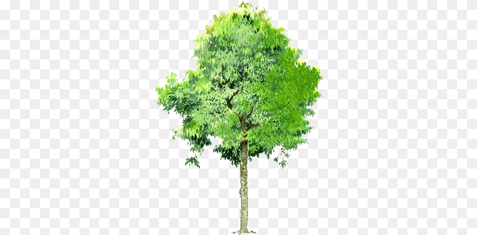 Tree Landscape Tree Illustration, Maple, Oak, Plant, Sycamore Png