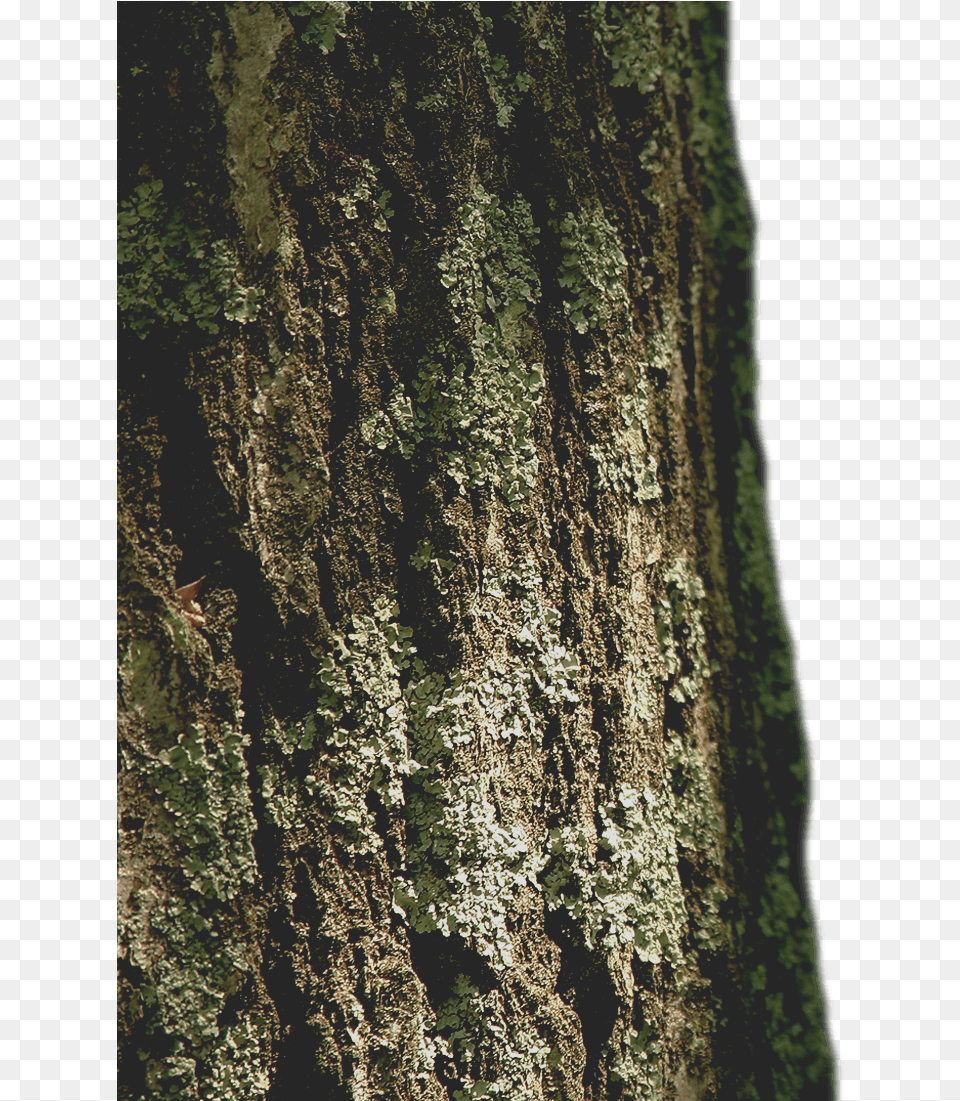 Tree Layer Bg Hd Nature Cb Background, Plant, Tree Trunk Free Png