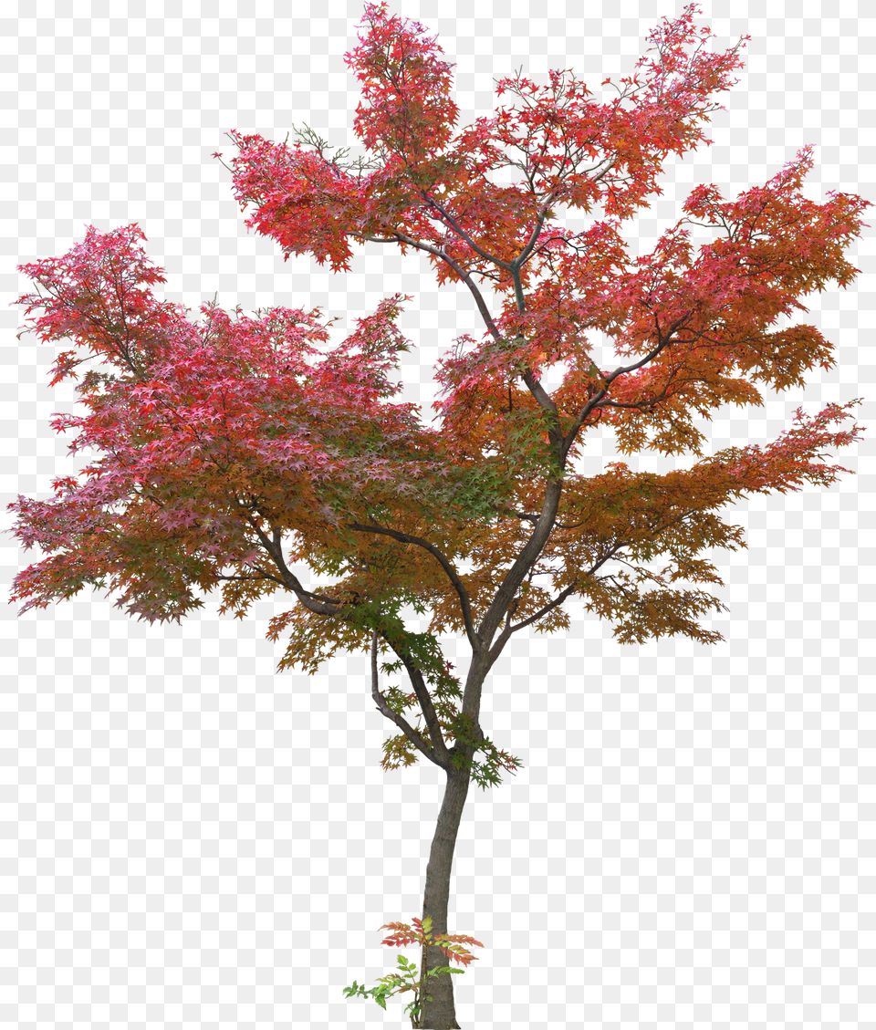 Tree Leaf Plant Japanese Maple Trees Free Png Download