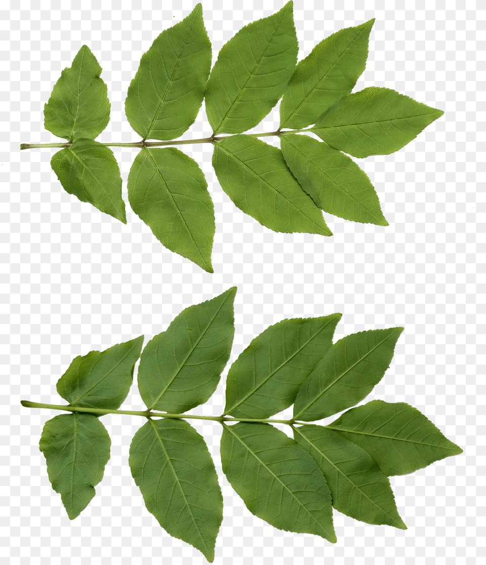 Tree Leaf Texture, Plant Free Transparent Png