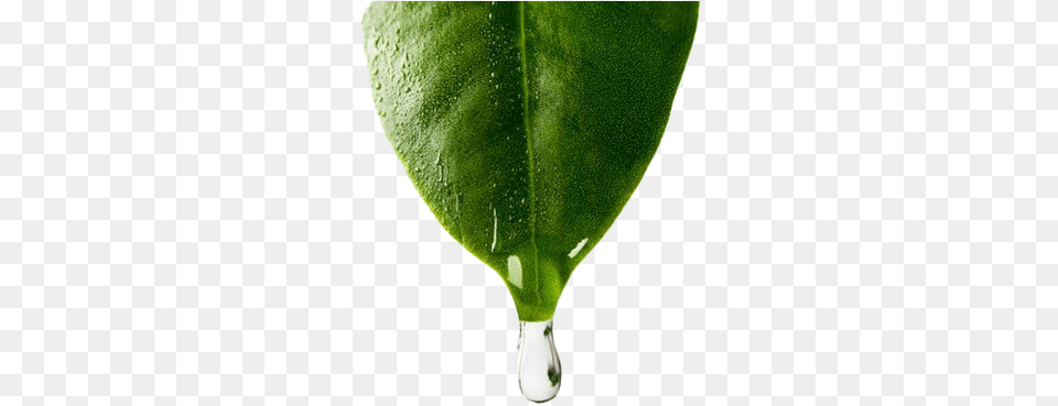 Tree Leaf Water Clipart Mart Water Drop From Leaf, Green, Plant, Droplet, Flower Free Transparent Png