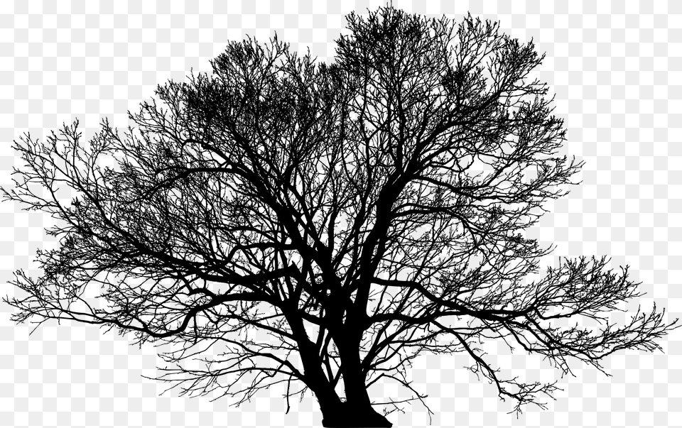 Tree Leafless Barren Nature Ecological Green, Gray Png