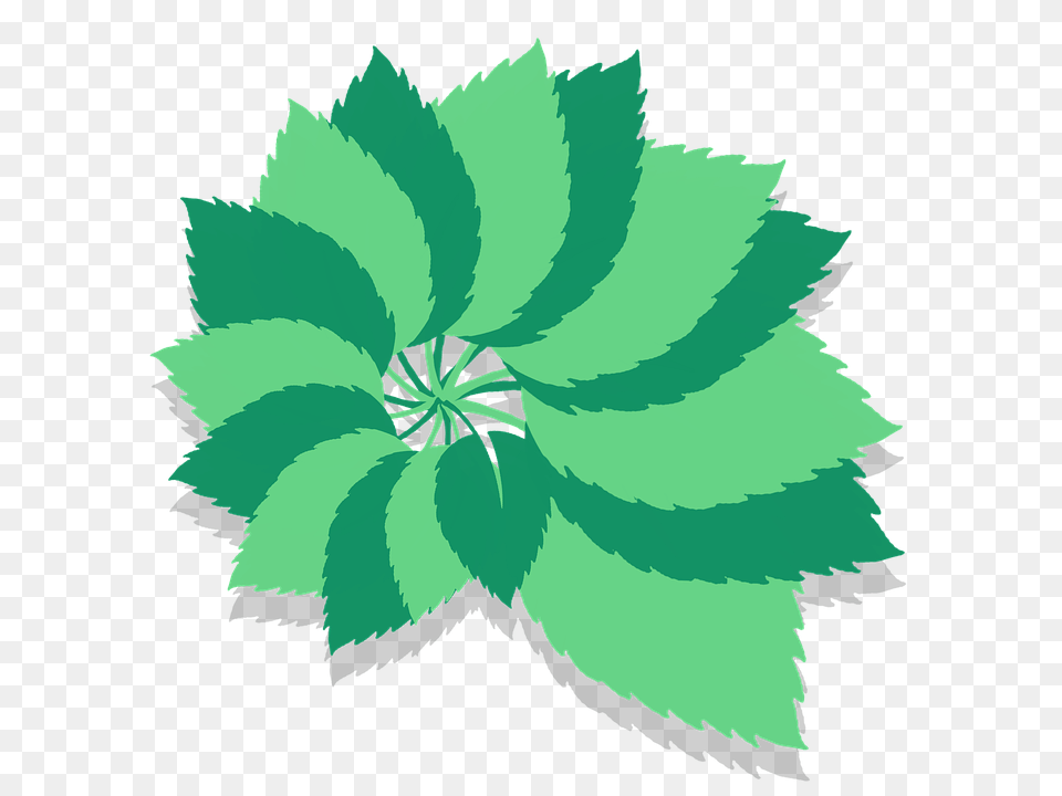 Tree Leaves Plant, Leaf, Herbs, Herbal Free Png