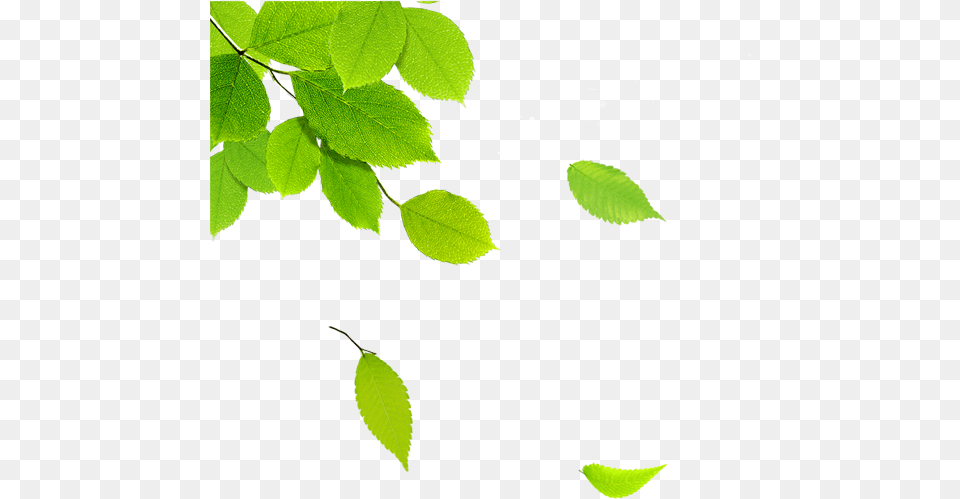 Tree Leaves, Green, Leaf, Plant Free Png Download