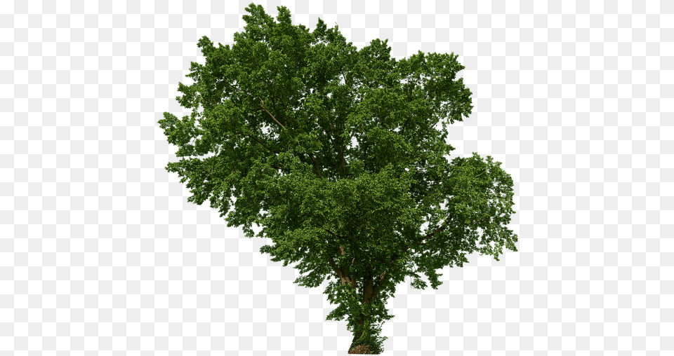 Tree Leaves Aesthetic Branches Isolated Green Landscape Premade Backgrounds, Oak, Plant, Sycamore Free Png
