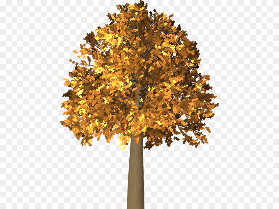 Tree Leaves Autumn Arboles De, Leaf, Maple, Plant, Tree Trunk Free Png Download