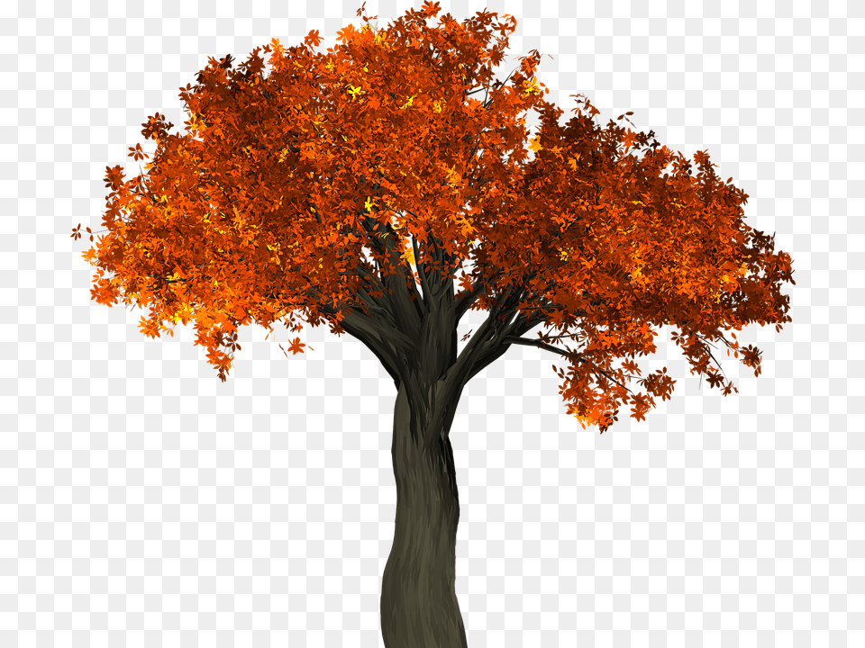 Tree Leaves Autumn Fall Branches Isolated Nature, Maple, Plant, Leaf, Tree Trunk Png