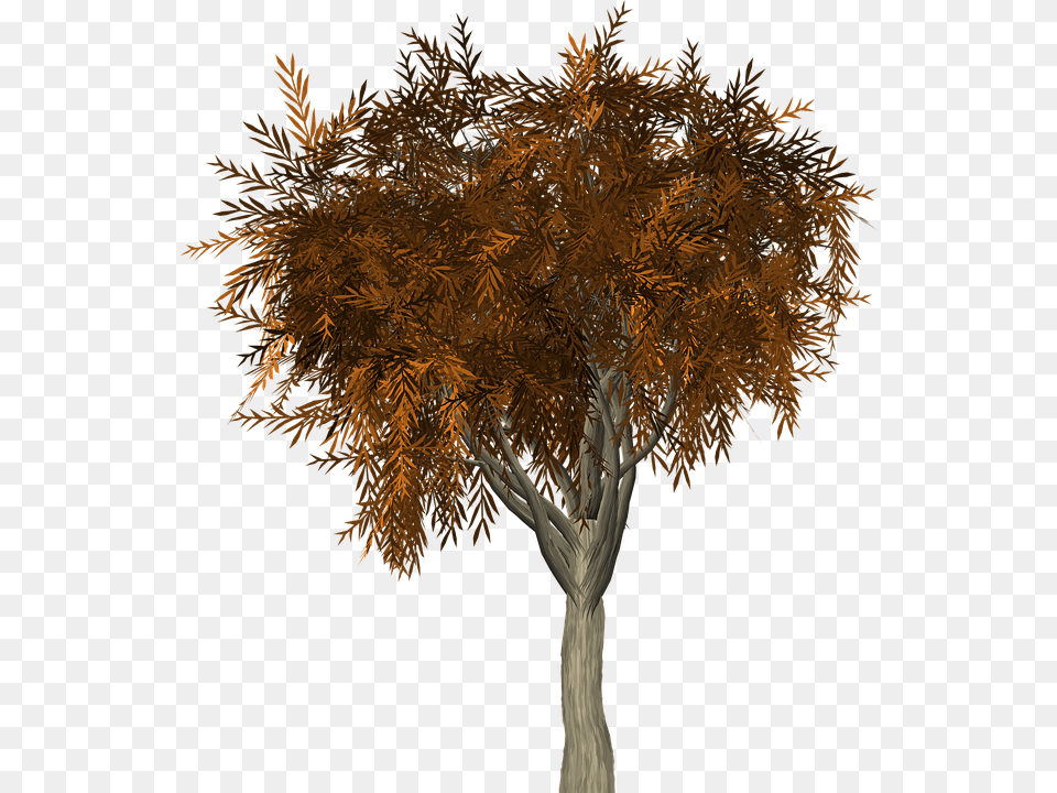 Tree Leaves Autumn Fall Branches Isolated Nature Autumn, Plant, Conifer, Tree Trunk, Maple Png Image