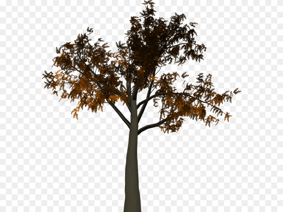 Tree Leaves Autumn Fall Branches Isolated Nature Half Tree, Leaf, Plant, Tree Trunk, Maple Free Transparent Png