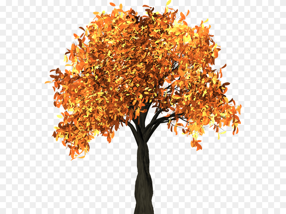Tree Leaves Autumn Fall Branches Isolated Nature Tall Fall Tree Clipart, Leaf, Maple, Plant Free Png