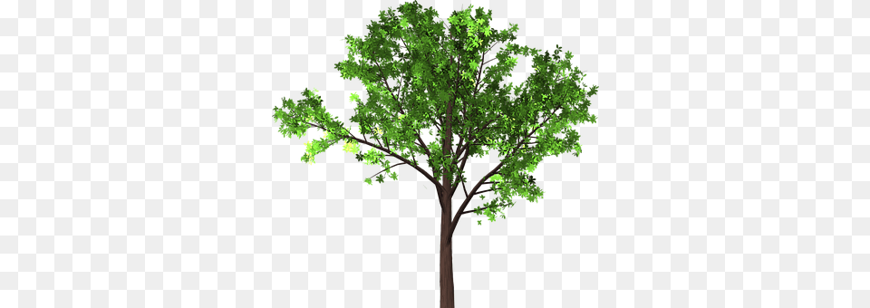 Tree Leaves Branches Isolated Pohon Transparan, Oak, Plant, Sycamore, Tree Trunk Free Transparent Png