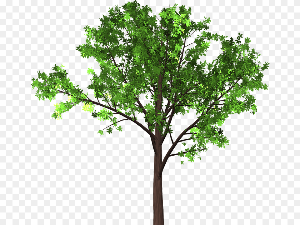 Tree Leaves Branches Isolated Transparent Nature, Green, Oak, Plant, Sycamore Png