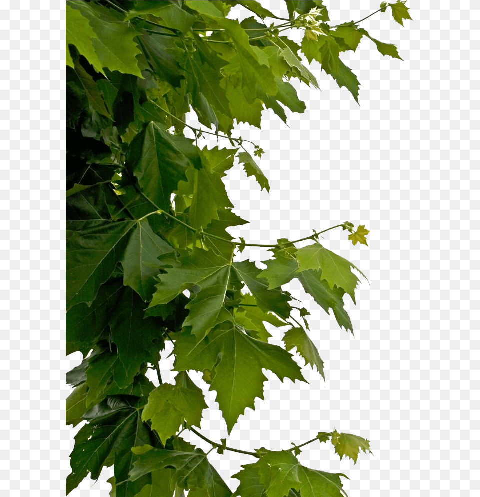 Tree Leaves Hd, Leaf, Oak, Plant, Sycamore Png