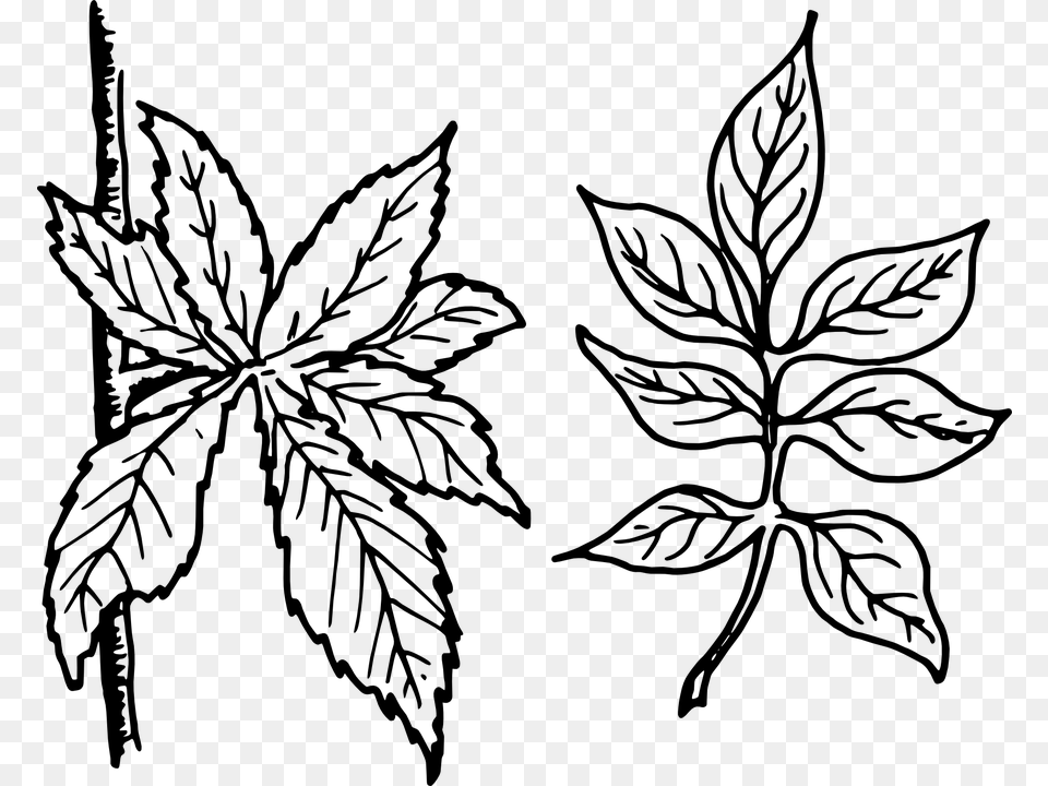 Tree Leaves Leaves Botany Plant Leaf Shape Simple Vs Compound, Gray Png Image