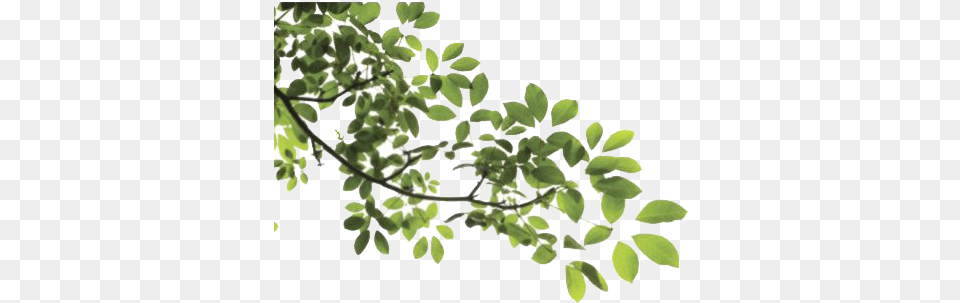 Tree Leaves Mart Leaves And Branches, Green, Leaf, Plant, Vegetation Free Png Download