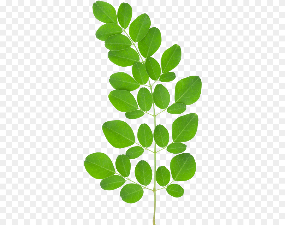 Tree Leaves Moringa Benefits, Herbal, Herbs, Leaf, Plant Png Image