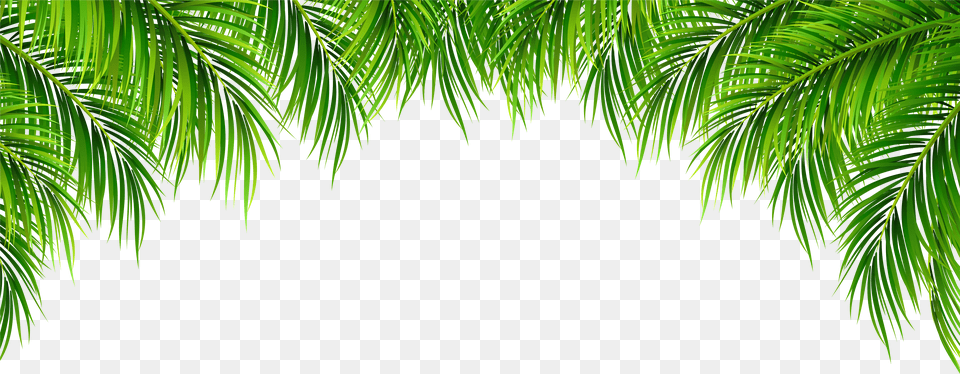 Tree Leaves Background Palm Leaves Free Transparent Png