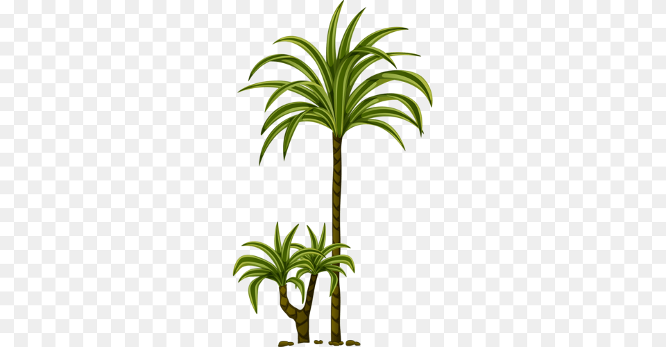 Tree Leaves Tree Of Life, Palm Tree, Plant, Leaf Png