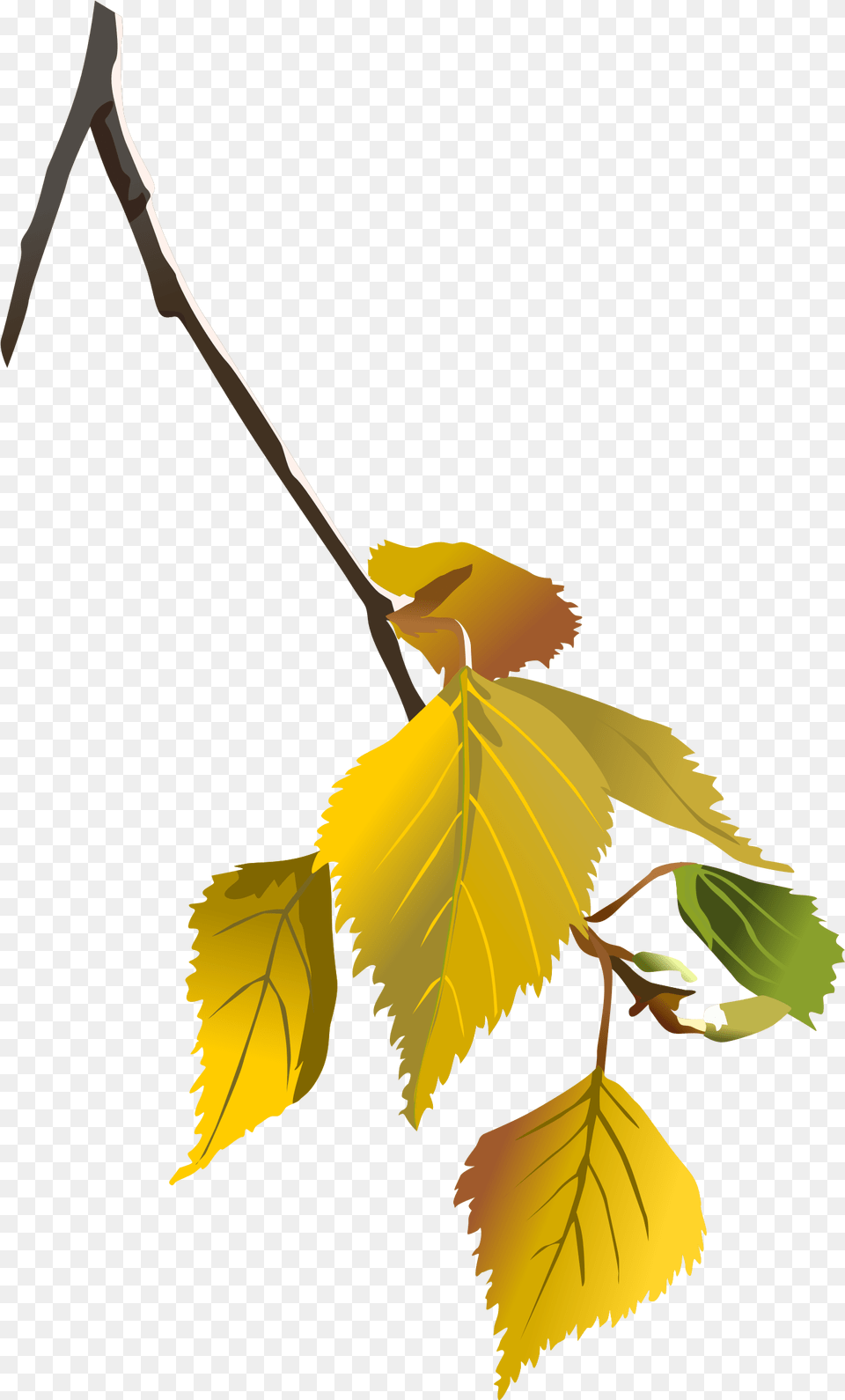 Tree Limb Autumn Leaves Tree Branch Green Tree Birch Tree Leaf Svg, Plant, Person Png Image