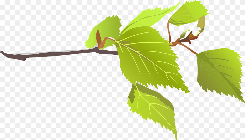 Tree Limb Branch With Leaf, Plant, Herbal, Herbs, Person Free Png Download