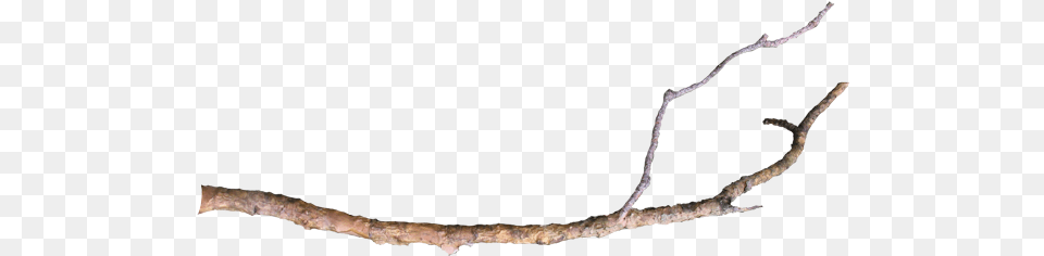 Tree Limb Long Tree Branch, Plant, Flower, Flower Arrangement Png