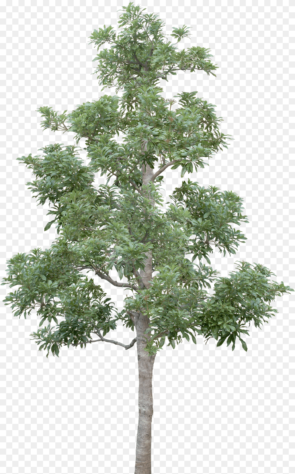 Tree Limb Tree, Plant, Tree Trunk, Potted Plant, Maple Png Image