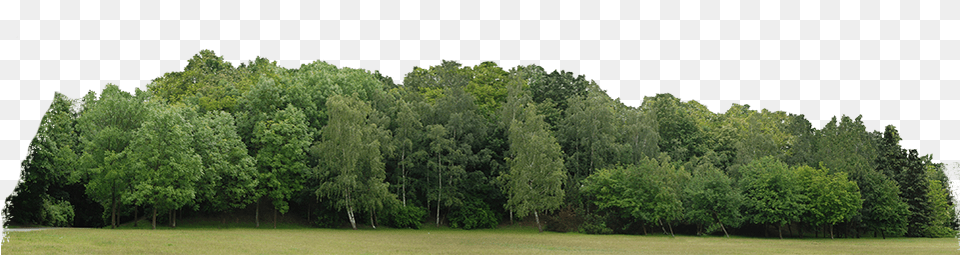 Tree Line, Woodland, Vegetation, Plant, Outdoors Free Png Download